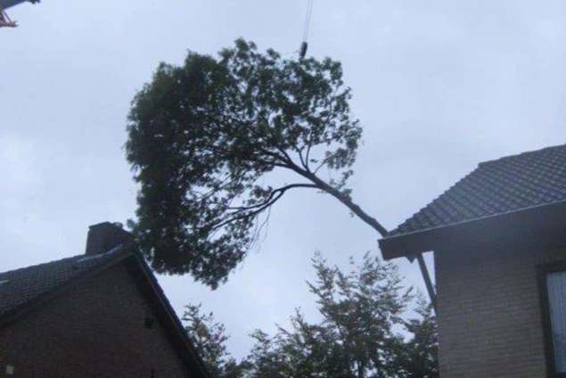 rooien van bomen in vught helvoirt